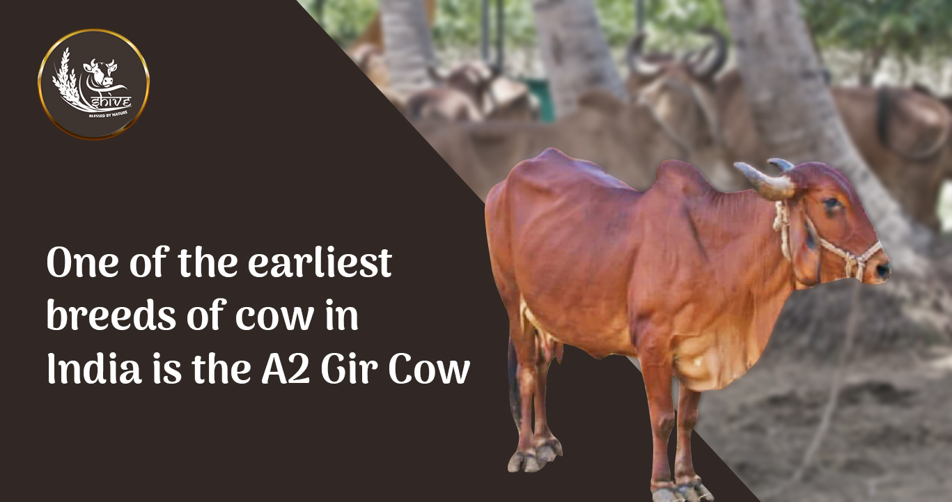 How Shive A2 ghee Healthier than other cow ghee? Shive Farms